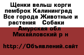 Щенки вельш корги пемброк Калининград - Все города Животные и растения » Собаки   . Амурская обл.,Михайловский р-н